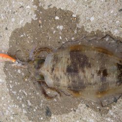 我慢できずで仕事終わりに。