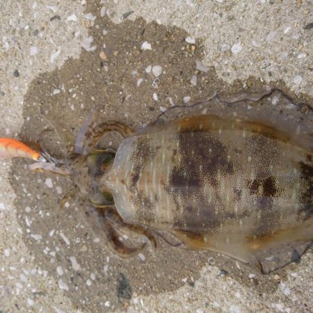 我慢できずで仕事終わりに。