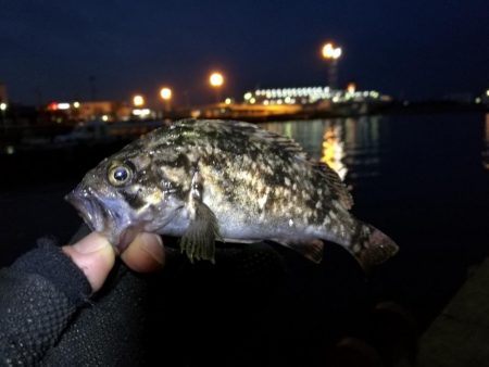南港フェリーヘチ釣り （4月前で釣果渋いですが根魚の釣果有り）
