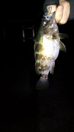 久しぶりの淡路島