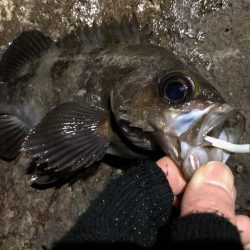 磯メバ　リベンジ