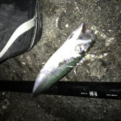 ベイト少なかった