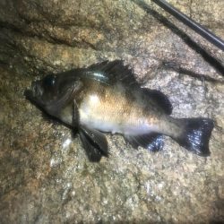 サタデーナイトメバリング