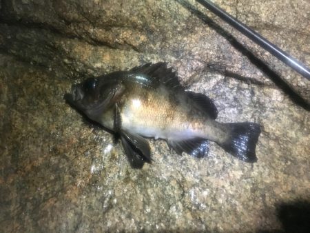 サタデーナイトメバリング