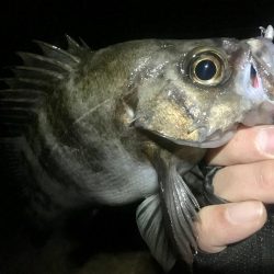 久しぶりのメンバー４人でメバリング