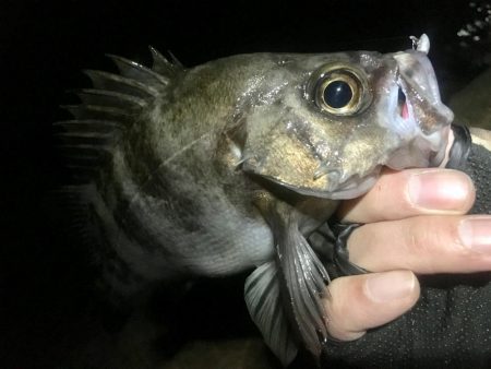 久しぶりのメンバー４人でメバリング