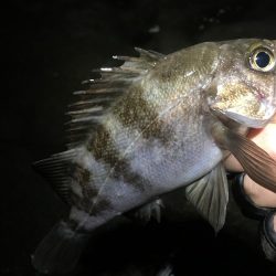 霧の立ち込む岬の先端で連発!