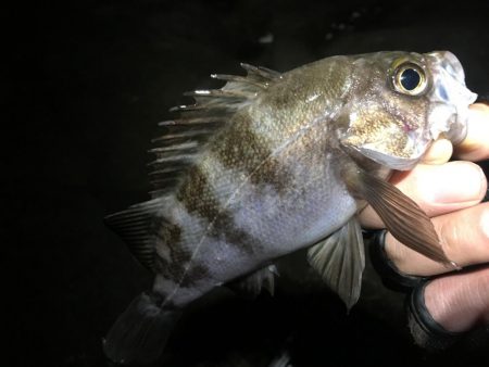 霧の立ち込む岬の先端で連発!