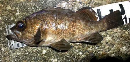 自己記録更新っ!!