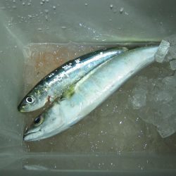 加太大波止でサバ