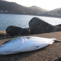 加太の小波止でハマチゲット！！
