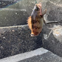 根魚ちゃん、こんにちは!