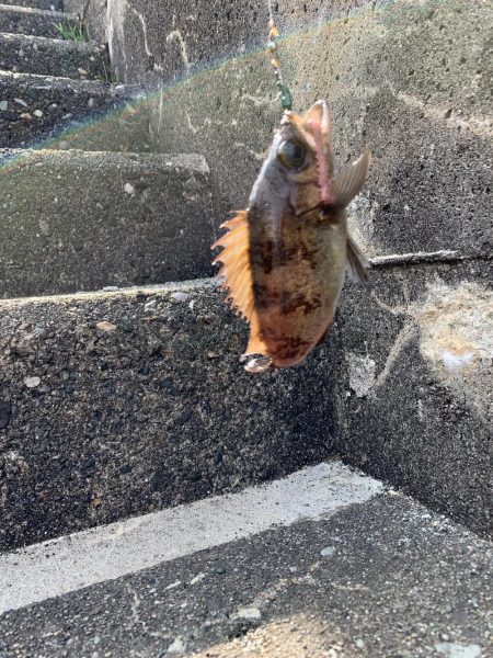 根魚ちゃん、こんにちは!