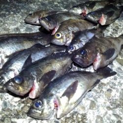 春告魚楽しくなってきました！