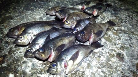 春告魚楽しくなってきました！