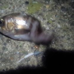 富津のメバルはまだ？小ぶり