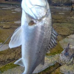 朝マズメボイル