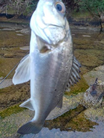 朝マズメボイル