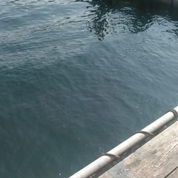 カタタの釣り堀でヒラス狙い