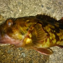 湾奥メバルプラッギング!