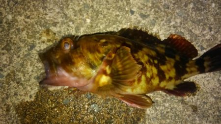 湾奥メバルプラッギング!