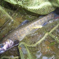 渓流釣り解禁後の初釣行