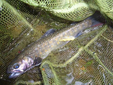 渓流釣り解禁後の初釣行