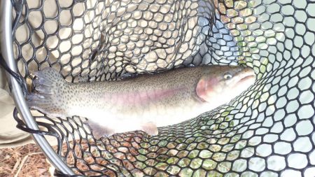 エリアトラウト（FRS）