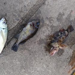 まるまる太ったアジ