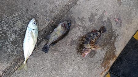 まるまる太ったアジ