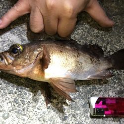 タコ、メバルなど