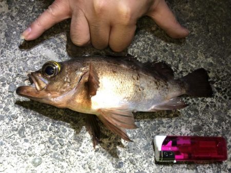 タコ、メバルなど