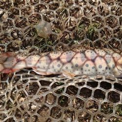 激難！朽木渓流魚センター 釣果。