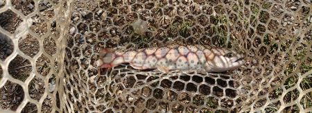 激難！朽木渓流魚センター 釣果。