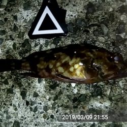 カサゴがちらほら