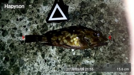 カサゴがちらほら