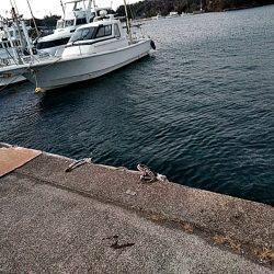 サビキ釣りで、アジ釣れました!!