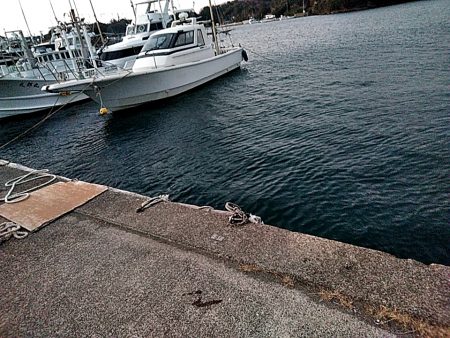 サビキ釣りで、アジ釣れました!!