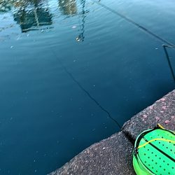 サビキ釣りで、サバとアジ釣れました!!