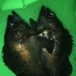 メバルはどこか行ってしまったのか