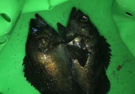 メバルはどこか行ってしまったのか