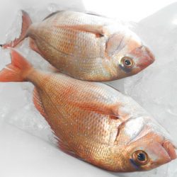 こうゆう丸 釣果