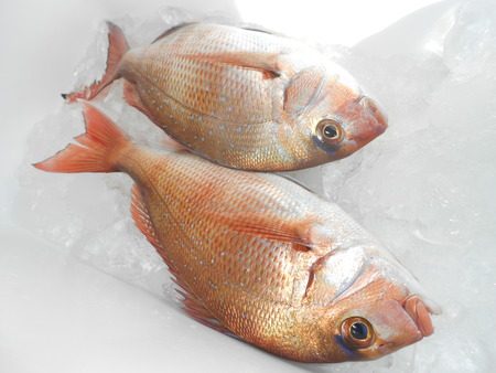 こうゆう丸 釣果