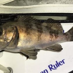 久しぶりの釣り