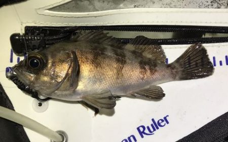 久しぶりの釣り