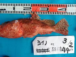 3/2　潮動かず風無しも大型連続浮上↑↑↑w(*ﾟoﾟ*)w