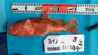 3/2　潮動かず風無しも大型連続浮上↑↑↑w(*ﾟoﾟ*)w