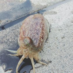 ヤリイカ狙いのはずがコウイカ爆釣！