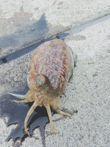 ヤリイカ狙いのはずがコウイカ爆釣！