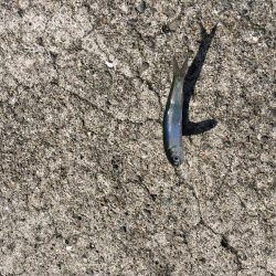 イワシのサビキ釣り